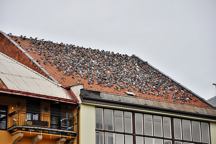 A2B Pest Control are able to install spikes to deter birds from roofs in Great Wyrley. 