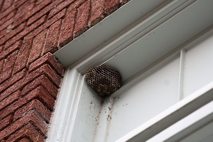 We provide a wasp nest removal service for domestic and commercial properties in Great Wyrley.